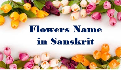 Sanskrit mai Flower name